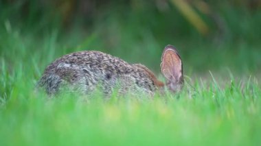 Küçük gri tavşan Florida 'nın arka bahçesinde ot yiyor. Vahşi tavşan doğada.