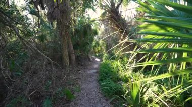 Florida tropikal ormanı boyunca gizli patika. Yaya yolu üzerinde yeşil palmiyeler vahşi bitkiler ve yağmur ormanlarıyla çevrili..