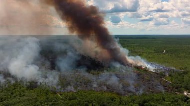 Vahşi ateş Florida 'nın kuru orman bölgesini kasıp kavuruyor. Ağaç sınırına yayılan alevler ve duman bulutlarıyla.
