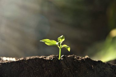  genç bitki gowing güneş ışığı altında