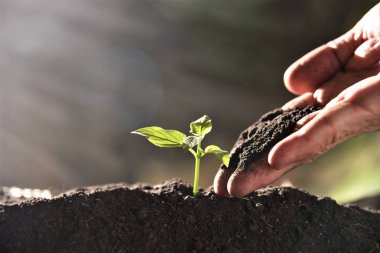 Bahçıvan el güneş ışığı verimli genç bitki