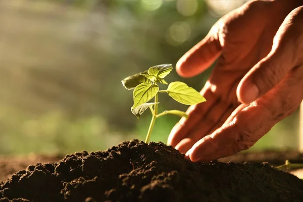 Tangan Tukang Kebun Tumbuh Tanaman Muda Pagi Hari Sinar Matahari — Stok Foto