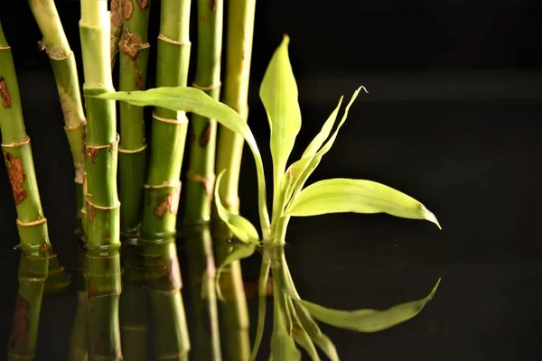 Planta Bambu Água Crescendo Água Fundo Escuro — Fotografia de Stock