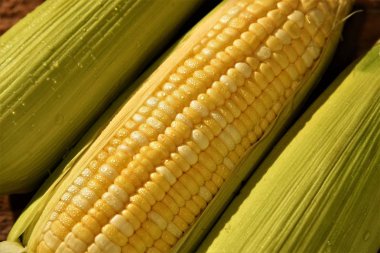 taze tatlı Mısır yakın çekim