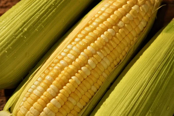 taze tatlı Mısır portre