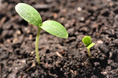 su kavun filiz güneş ışığı altında