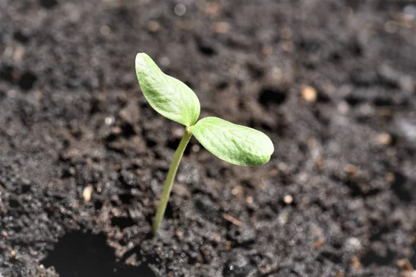 su kavun filiz güneş ışığı altında