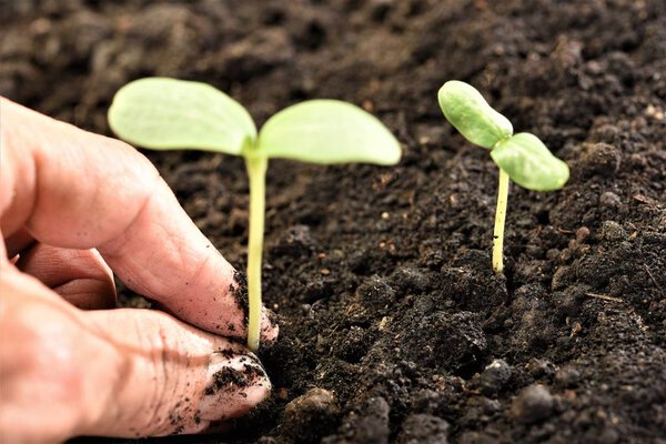 hand planting water melon sprout 