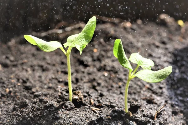 Wassermelonen Keimen Nieselregen — Stockfoto