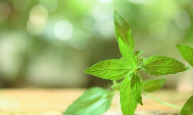 Bahçe bokeh arka plan üzerinde yeşil yaprak