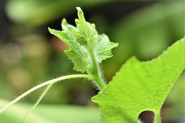 karpuz üst uç yaprak