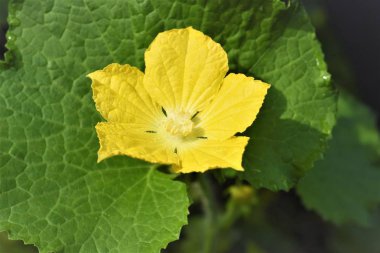 su kavun çiçek güneş ışığı altında