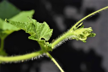 su kavun üst uç yaprak