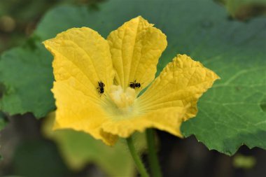 su kavun çiçek ve böcek