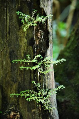 ölü güdük üzerinde büyüyen küçük bitki