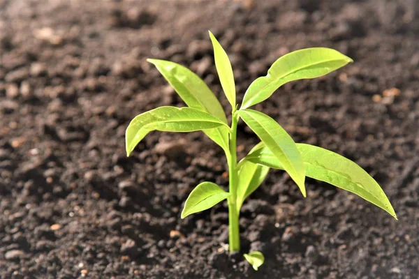 Young Plant Growing Ground Sunlight Closeup — Stock Photo, Image