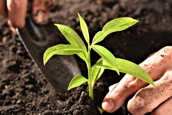 Jardineiro Plantio Planta Jovem — Fotografia de Stock