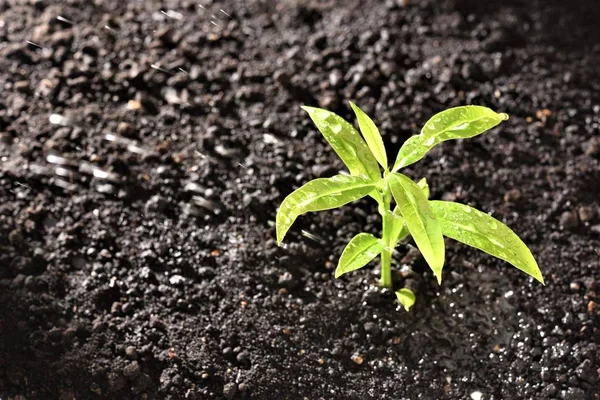 Junge Pflanze Nieselregen — Stockfoto