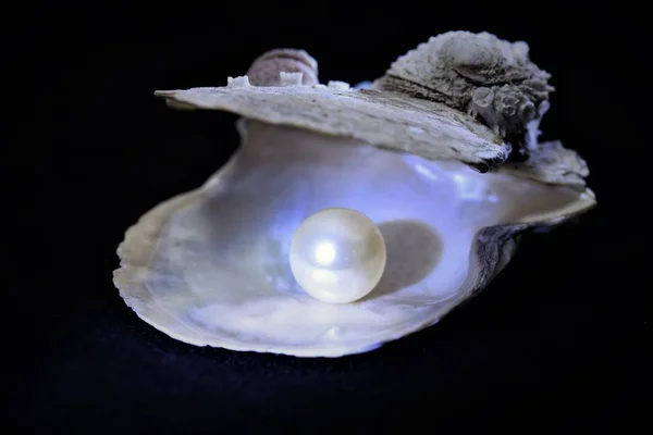 Perle Coquille Posée Sur Tissu Noir — Photo