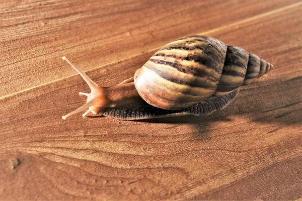 snail crawl on lacquered wood floor