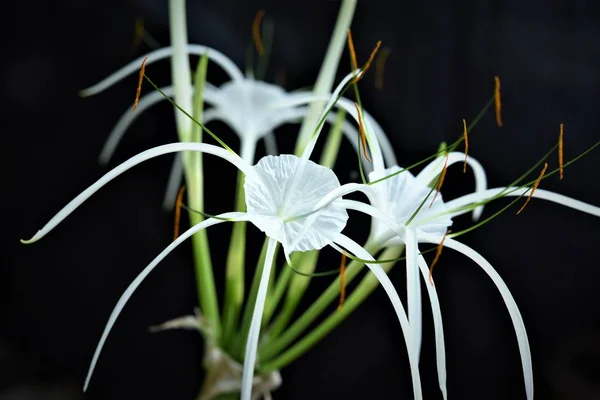 Spider Lily Dark Background — Stock Photo, Image