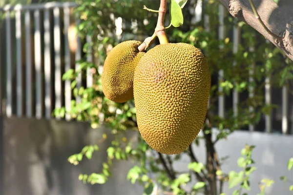 Jack Frutas Árvore Jardim Casa — Fotografia de Stock