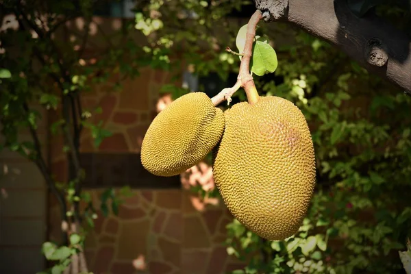 Jack Frutas Árvore Jardim Casa — Fotografia de Stock