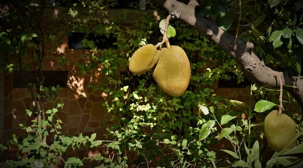 Jack Frutas Árvore Jardim Casa — Fotografia de Stock