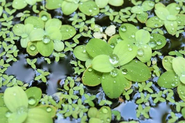 water lettuce and duckweed floating on water after rain