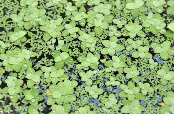 Water Lettuce Duckweed Floating Water Rain — Stock Photo, Image
