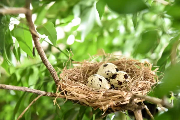 Wachteleier Nest — Stockfoto