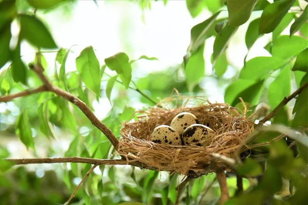 Oeufs Caille Dans Nid — Photo