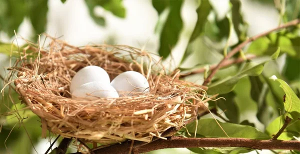 Gros Plan Des Œufs Oiseaux Blancs Dans Nid — Photo