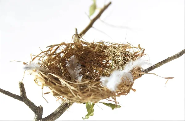 Opuštěné Ptačí Hnízdo Izolované Bílé Pozadí — Stock fotografie