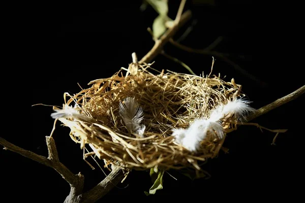 deserted bird nest isolated black blackground