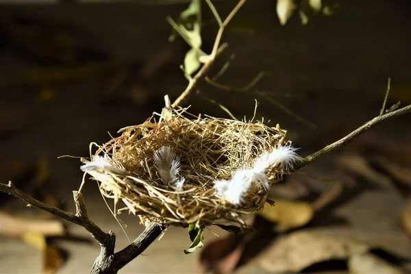 Deserted Bird Nest Nature Background — Stock Photo, Image