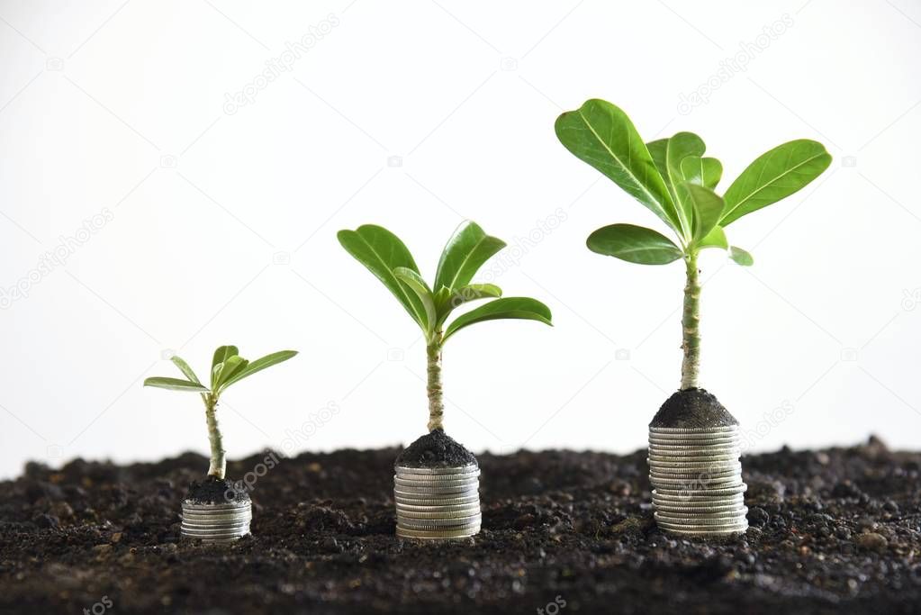 three coin stacks with mock azalea sprout on top isolated white background;investment concept