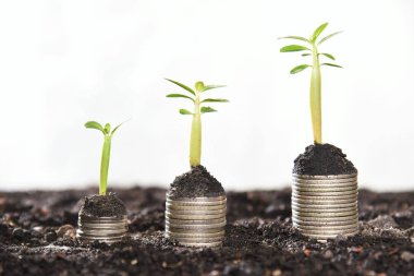 üst izole beyaz arka plan üzerinde açelya filizi ile sikke yığını