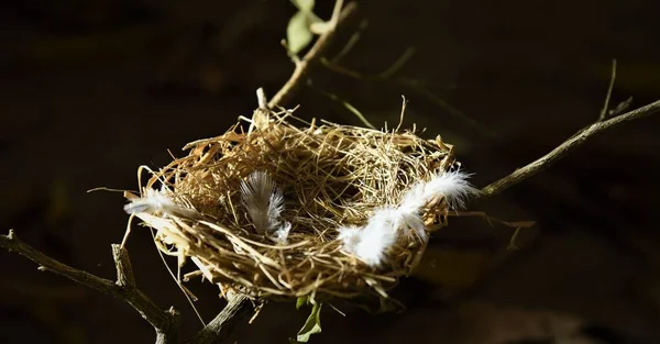 deserted bird nest on dry tree branch dark night time background