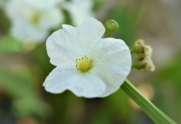 日光の下で水ユリの花を咲かせる — ストック写真