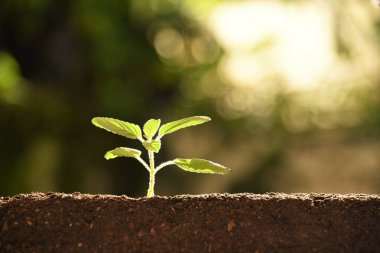 sabah güneş ışığı altında büyüyen genç bitki 