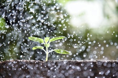 Yağmurda büyüyen genç bitki 