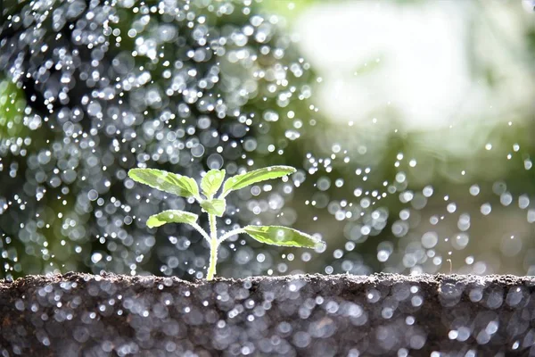 Yağmurda büyüyen genç bitki 