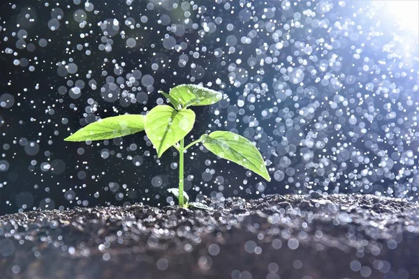 Sprout Growing Drizzle Rain — Stock Photo, Image