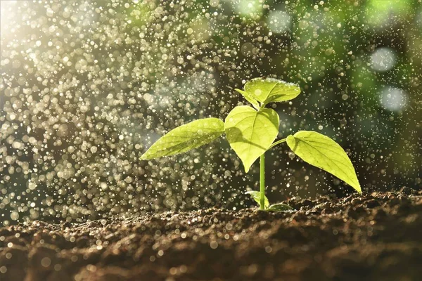 sprout growing in morning drizzle rain