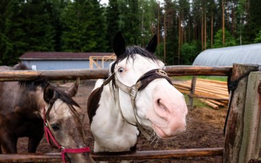 Beyaz at burnunu çeker.