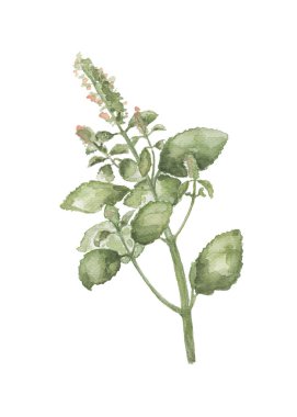 Beyaz zemin üzerine suluboya tarafından Yeşil fesleğen bitki. Fesleğen yaprakları ve handdrawn illüstrasyon çiçekler. Aromatik baharat veya baharat çizilmiş resim için ürün paket tasarımı. Vejetaryen gıda logosu