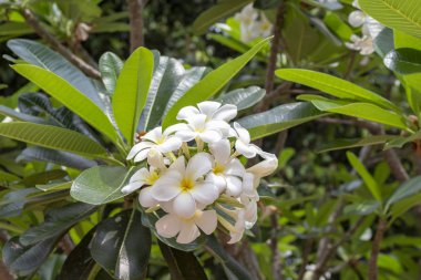 Yeşil ağaç dalı Frangipani çiçekler. Yeni açılan plumeria tomurcukları. Tropikal flora closeup yaz seyahat afiş için. Tropikal bahçe beyaz frangipani. Egzotik ağaç çiçek açmış. Asya çiçeği yaprağı