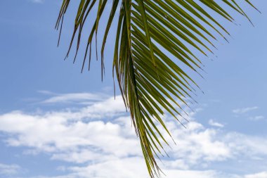 Coco palm ağacı mavi gökyüzü arka plan üzerinde yeşil palmiye yaprağı. Tropikal doğa fotoğraf. Tropikal gökyüzü görünümü. Coco palm yaprak closeup yaz zemin için. Egzotik ada tatil banner şablon. Yeşil palmiye yaprağı