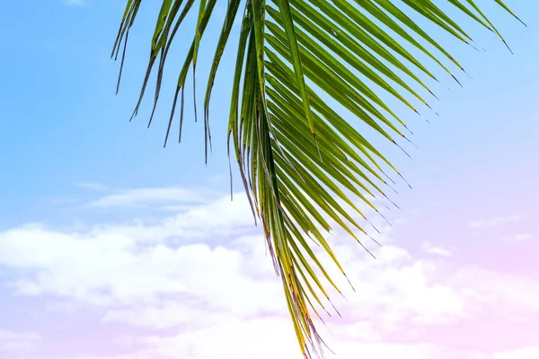 Flauschiges Palmblatt Auf Blauem Und Rosa Himmelshintergrund Tropische Natur Romantisch — Stockfoto